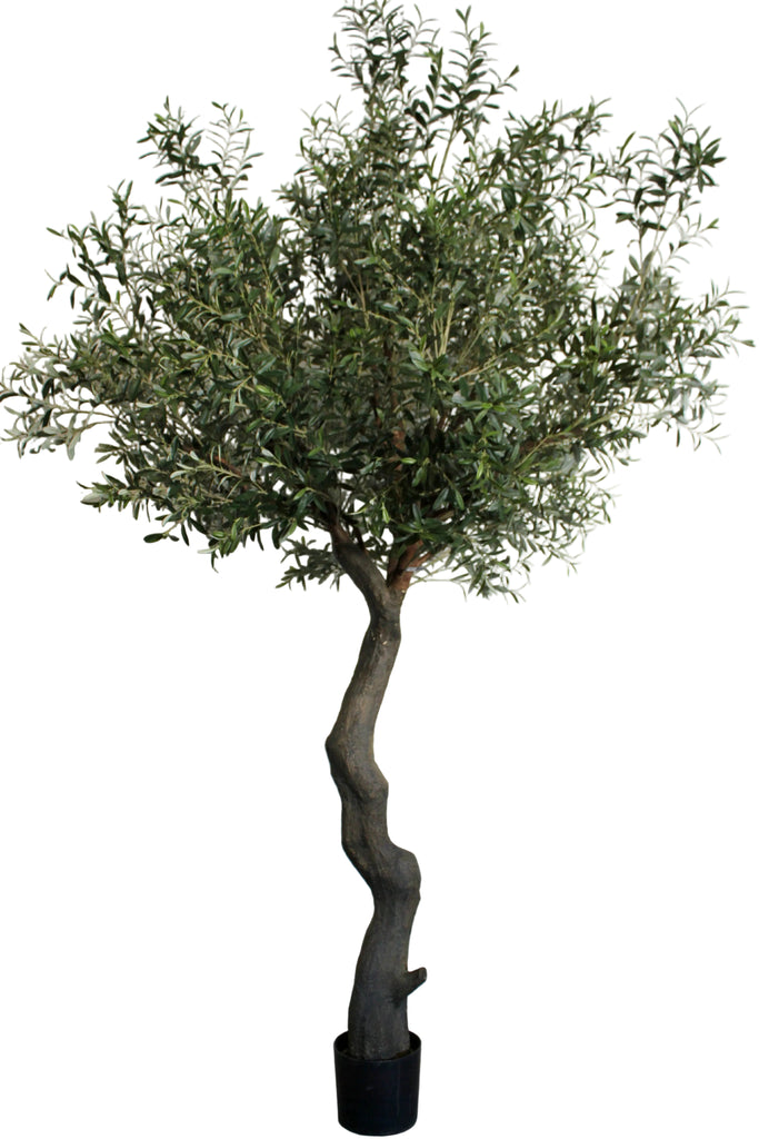 Giant Olive Tree H2.80m W1.80m Green